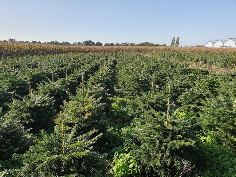 Specialiteiten | kerstbomen