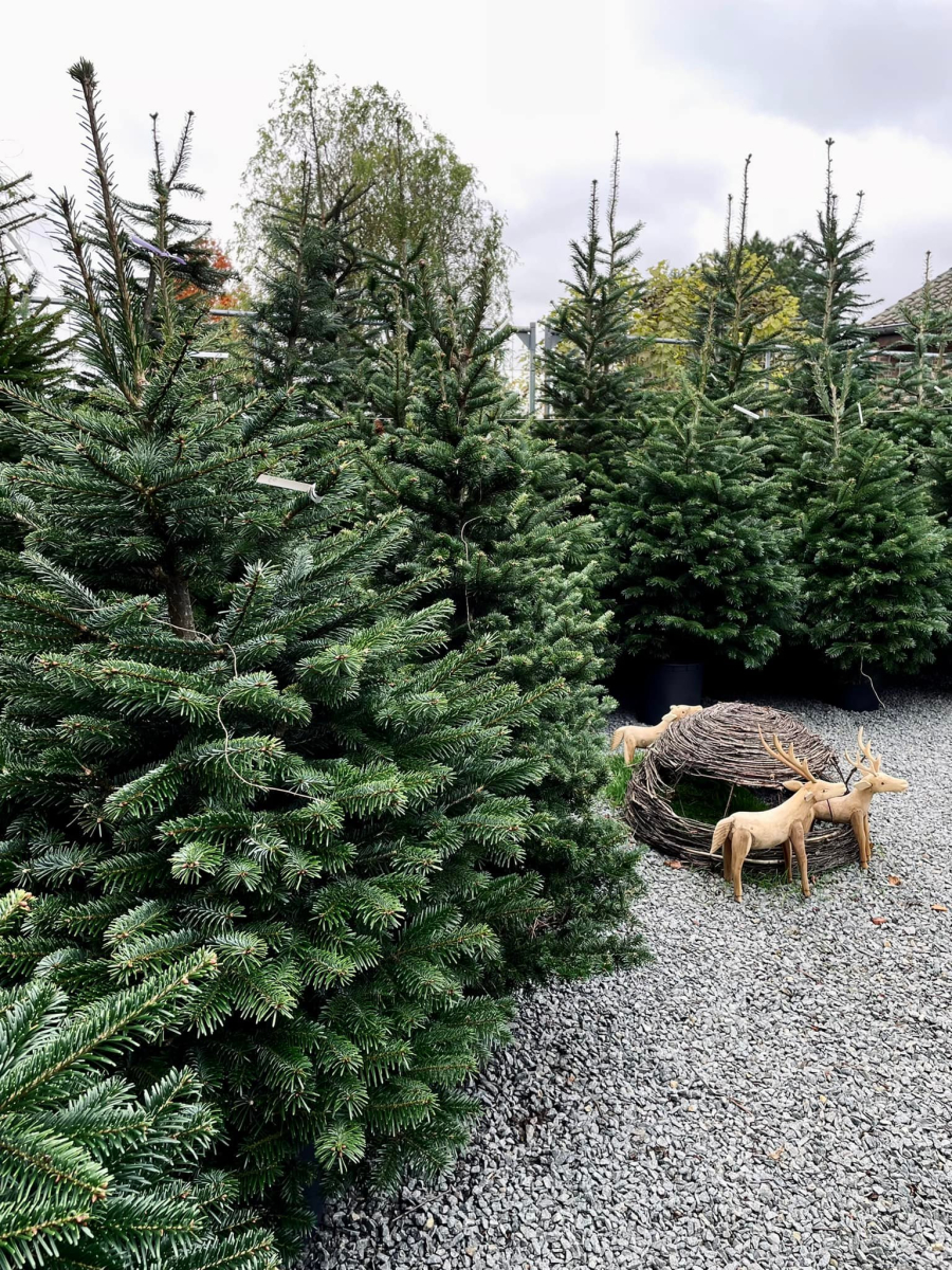 Kerstboom tips kerstbomen