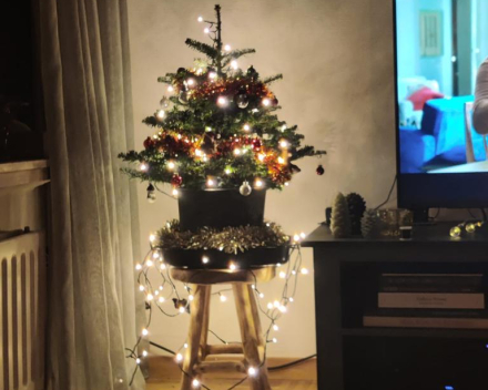 Kerstboom tips