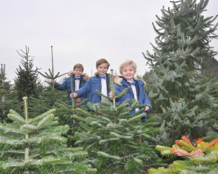 Abies nordmanniana