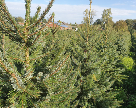 Picea omorica