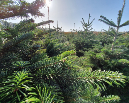 Abies nordmanniana