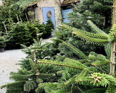 Kerstboom tips