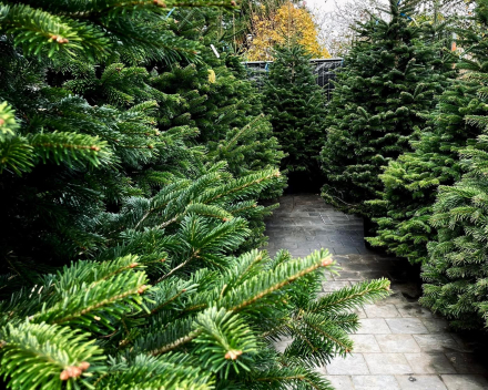 Kerstboom tips