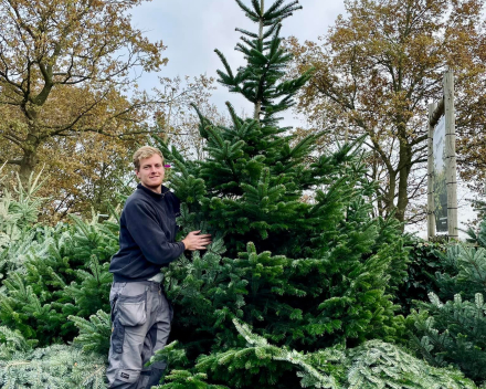 Kerstboom tips