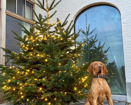 Kerstboom tips