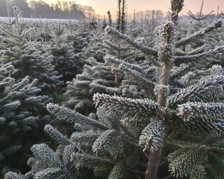 Kerstboom tips