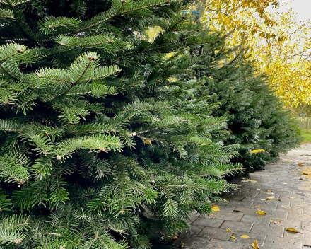 Abies nordmanniana