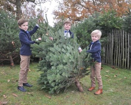 Kerstboomverkoop