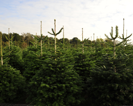 Kerstboomverkoop