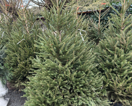 Kerstboomverkoop