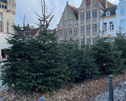 Abies nordmanniana