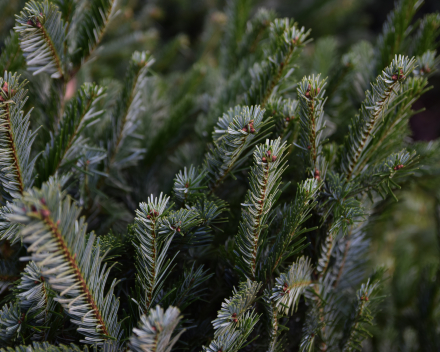 Abies nordmanniana