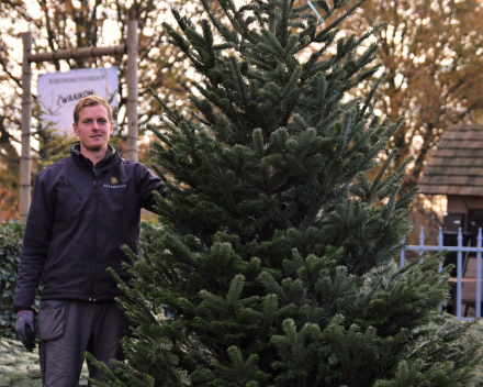 Kerstboomverkoop