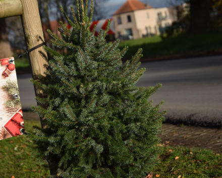 Picea omorica