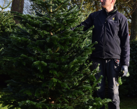 Abies nordmanniana