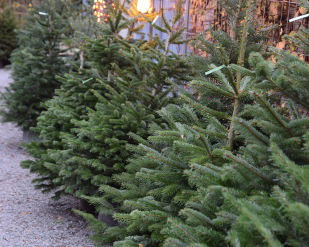 Abies nordmanniana