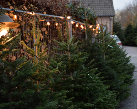 Abies nordmanniana