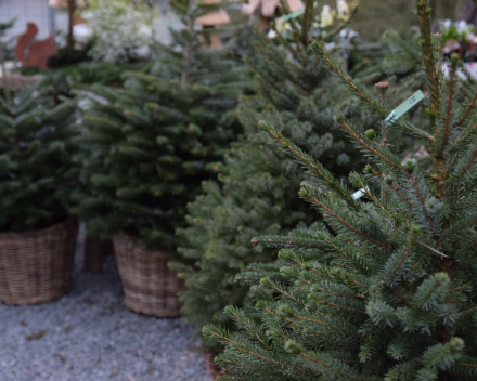 Kerstboomverkoop