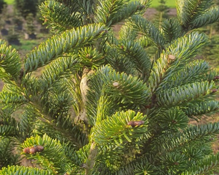 Abies fraseri