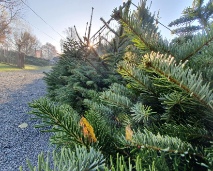 Kerstboomverkoop