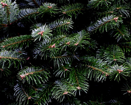 Abies nordmanniana