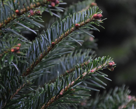 Kerstboomverkoop