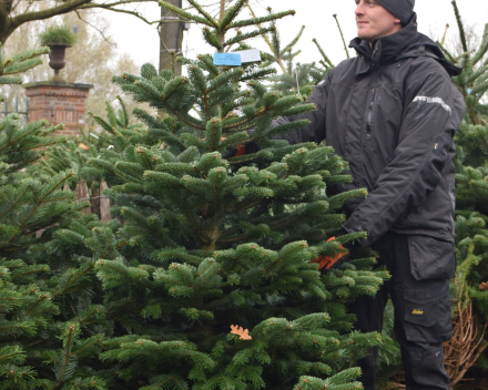 Abies nordmanniana