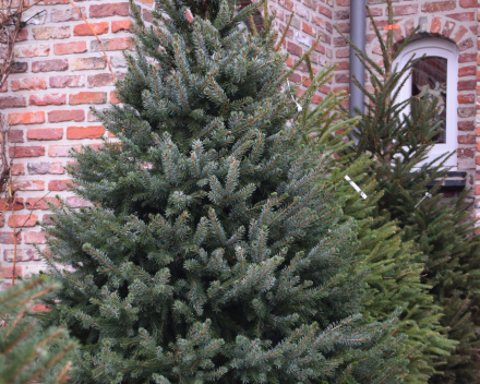Picea omorica