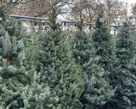 Picea omorica