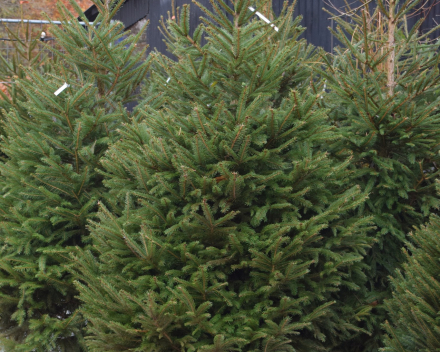 Picea abies 