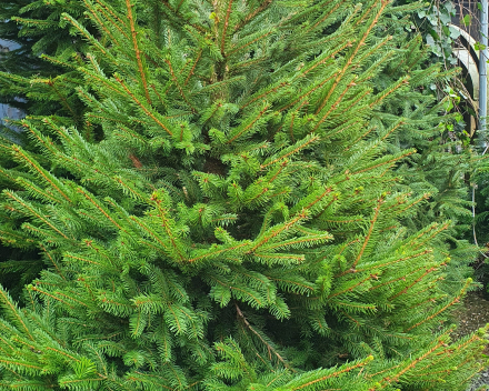 Picea abies 