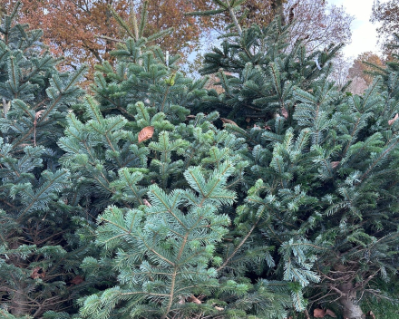 Abies nordmanniana