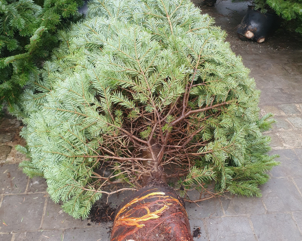 Potgekweekte kerstboom